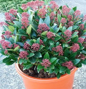 اسکیمیا ژاپنی